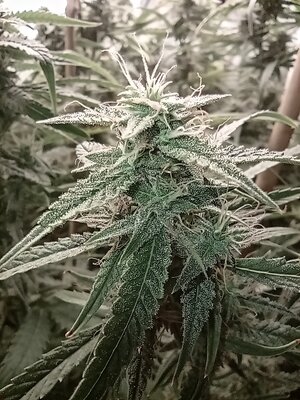 Grow 4 Day 65e.jpg