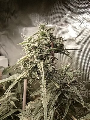 Grow 4 Day 66c.jpg