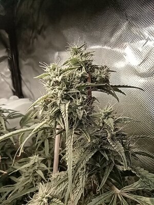 Grow 4 Day 67c.jpg