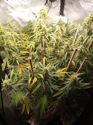 Grow 4 Day 68.jpg