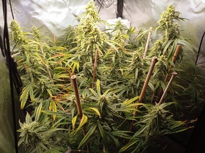 Grow 4 Day 68a.jpg