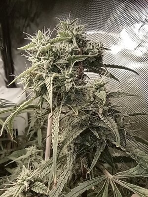 Grow 4 Day 68c.jpg