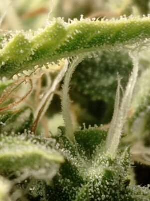 Grow 4 Day 69f.jpg