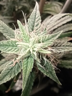 Grow 4 Day 70d.jpg