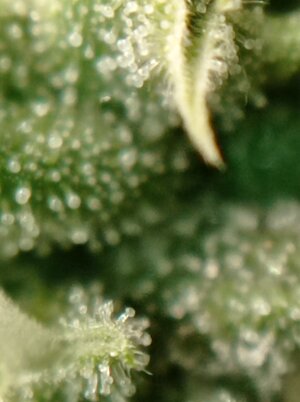 Grow 4 Day 70n.jpg