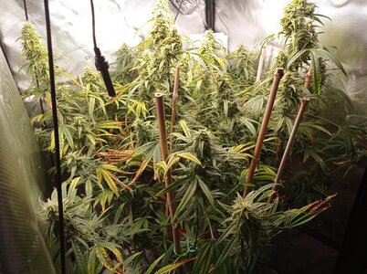 Grow 4 Day 71a.jpg