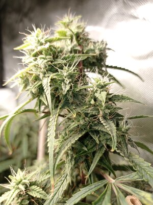 Grow 4 Day 71b.jpg