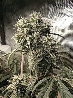 Grow 4 Day 71c.jpg