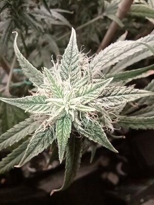 Grow 4 Day 71d.jpg