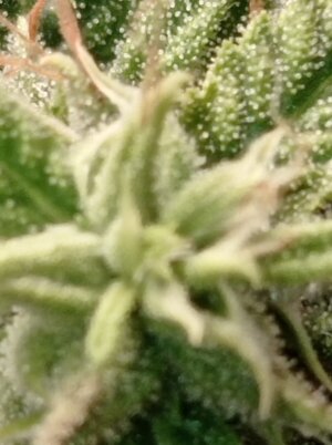 Grow 4 Day 71f.jpg