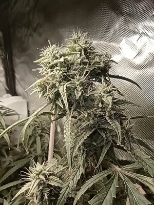 Grow 4 Day 72c.jpg