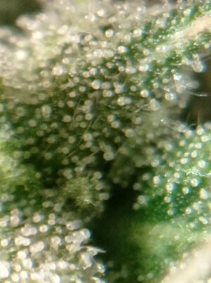 Grow 4 Day 72n.jpg