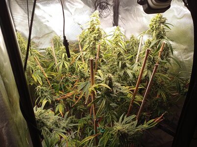 Grow 4 Day 73a.jpg