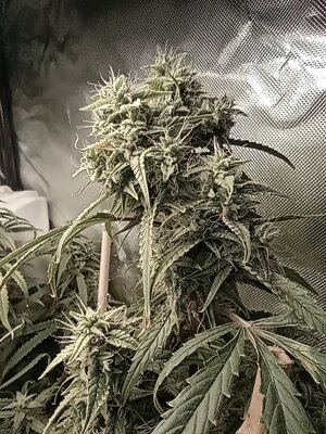 Grow 4 Day 73c.jpg