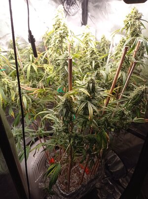 Grow 4 Day 74.jpg