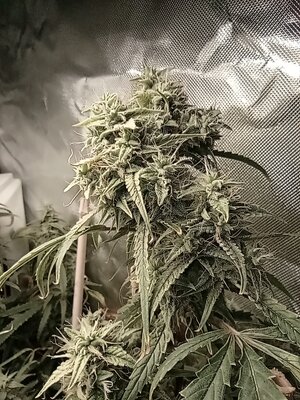 Grow 4 Day 74c.jpg