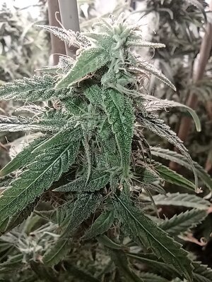 Grow 4 Day 74e.jpg