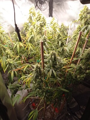 Grow 4 Day 75.jpg