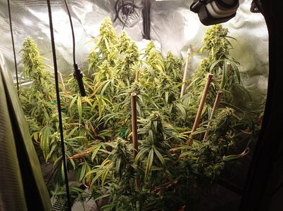 Grow 4 Day 76a.jpg