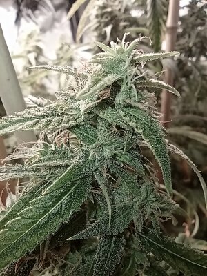 Grow 4 Day 76e.jpg