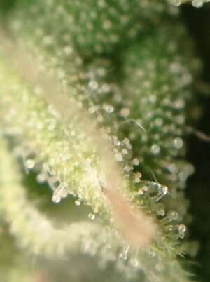 Grow 4 Day 76n.jpg