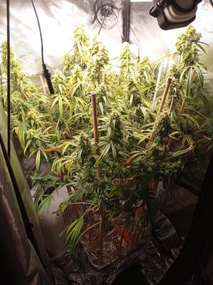 Grow 4 Day 77.jpg