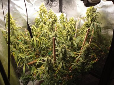 Grow 4 Day 77a.jpg