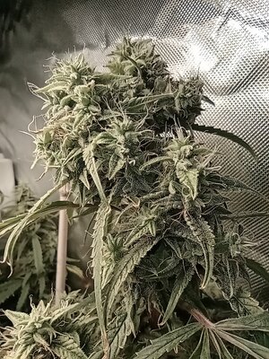 Grow 4 Day 77c.jpg