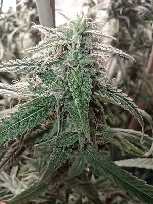 Grow 4 Day 77e.jpg