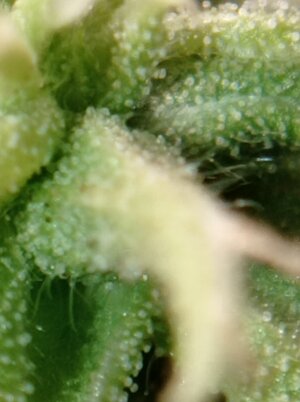 Grow 4 Day 77i.jpg