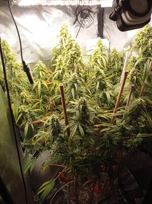 Grow 4 Day 76.jpg