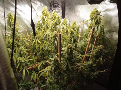 Grow 4 Day 78a.jpg