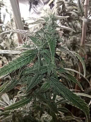 Grow 4 Day 78e.jpg