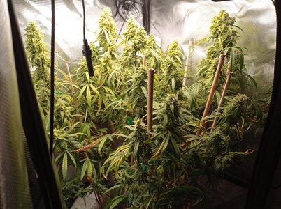 Grow 4 Day 79a.jpg