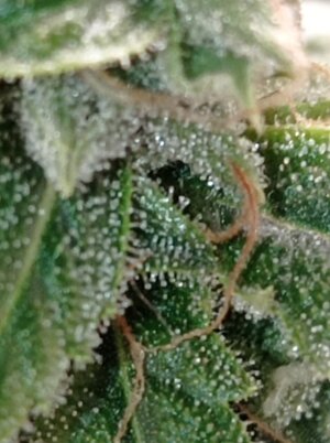 Grow 4 Day 79f.jpg