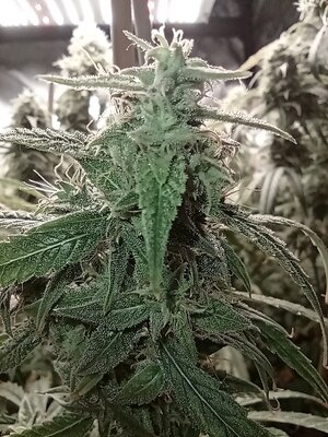 Grow 4 Day 80e.jpg