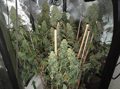 Grow 4 Day 82a.jpg