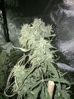 Grow 4 Day 82c.jpg