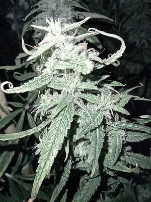 Grow 4 Day 82e.jpg