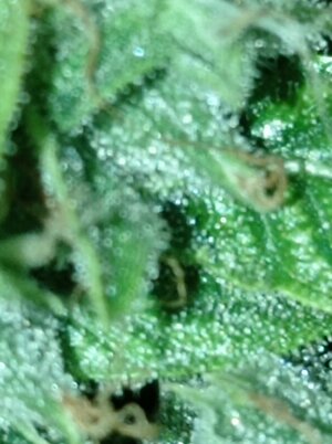 Grow 4 Day 82f.jpg