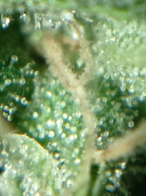 Grow 4 Day 82r.jpg