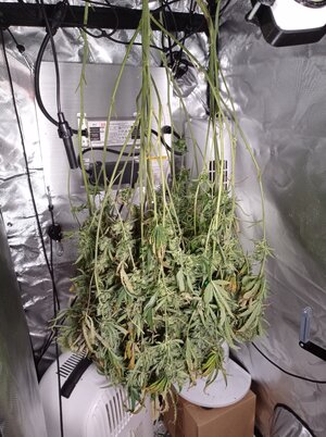 Grow 4 Day 82u.jpg