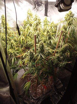 Grow 4 Day 80.jpg