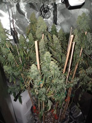 Grow 4 Day 82.jpg