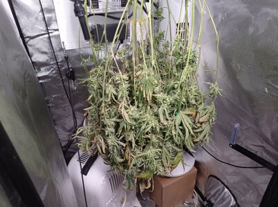 Grow 4 Day 82t.jpg