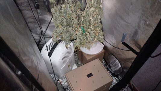 Grow 4 Day 86f.jpg