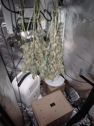 Grow 4 Day 86g.jpg