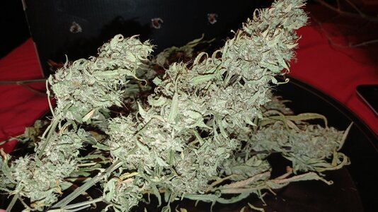 Grow 4 Day 87f.jpg