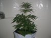 AUTO SWEET CHEESE 2_11-17-13 2.jpg