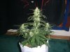 AUTO SWEET CHEESE 3_11-19-13 1.jpg